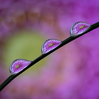Buy canvas prints of Water Droplets on Grass by Dean Packer