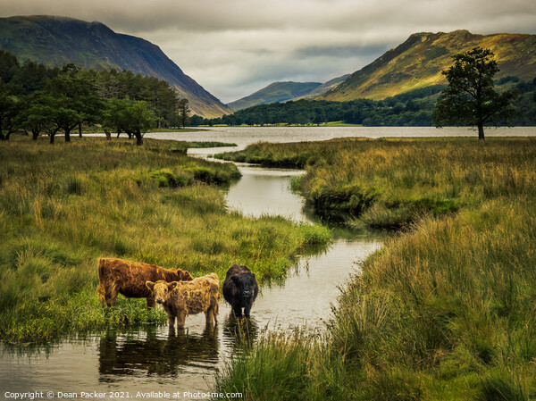Majestic Highland Cows in Buttermere Canvas Print by Dean Packer
