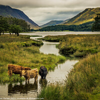 Buy canvas prints of Majestic Highland Cows in Buttermere by Dean Packer