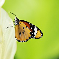 Buy canvas prints of Plain Tiger Butteryfly by Nik Photonik