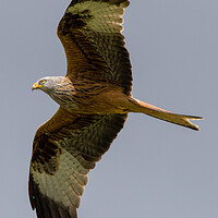 Buy canvas prints of Red Kite by Christopher Stores