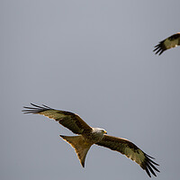 Buy canvas prints of Red Kite by Christopher Stores