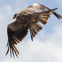 Buy canvas prints of Red Kite by Christopher Stores