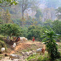 Buy canvas prints of Herding Cattle in the jungles of Thailand by Christopher Stores
