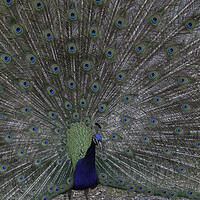 Buy canvas prints of Peacock by Christopher Stores