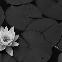 Buy canvas prints of Black and White Lily by Christopher Stores