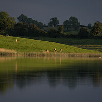 Buy canvas prints of Loch and Cattle Northern Ireland by Christopher Stores