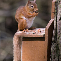 Buy canvas prints of Red Squirrel by Christopher Stores