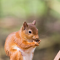 Buy canvas prints of Red Squirrel by Christopher Stores