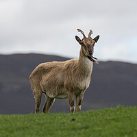 Buy canvas prints of Mountain Goat by Christopher Stores