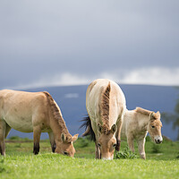 Buy canvas prints of Wild Horses Grazing by Christopher Stores