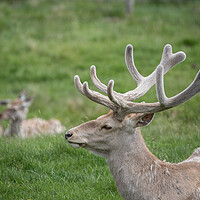 Buy canvas prints of A reindeer in a grassy field by Christopher Stores