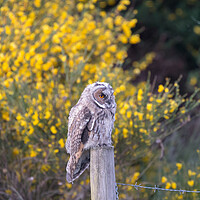 Buy canvas prints of Juvenile Short Eared Owl by Christopher Stores
