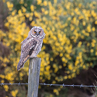 Buy canvas prints of Juvenile Short Eared Owl by Christopher Stores