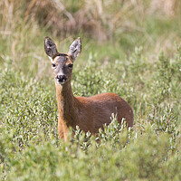 Buy canvas prints of A Roe deer standing in a grassy field by Christopher Stores