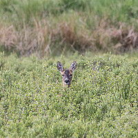 Buy canvas prints of A roe deer in a grassy field by Christopher Stores