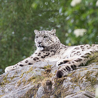 Buy canvas prints of Snow leopard  by Christopher Stores