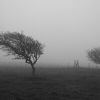 Buy canvas prints of Black and White Tree in the mist by Christopher Stores