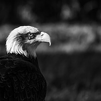 Buy canvas prints of Black and White Bald Eagle by Christopher Stores