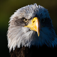 Buy canvas prints of Bald Eagle by Christopher Stores