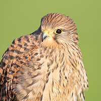 Buy canvas prints of Kestrel by Christopher Stores
