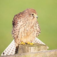 Buy canvas prints of Kestrel on a post in the sunshine by Christopher Stores