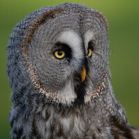 Buy canvas prints of Great Grey Owl by Christopher Stores