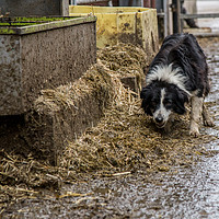 Buy canvas prints of Working Farm Dog by Christopher Stores