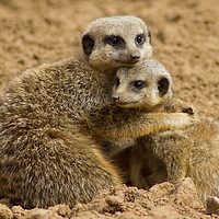 Buy canvas prints of Meerkat Cuddle by Christopher Stores