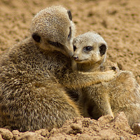 Buy canvas prints of Mother and baby Meerkat by Christopher Stores