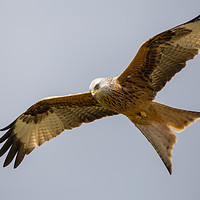 Buy canvas prints of Soaring Red Kite by Christopher Stores