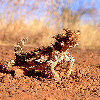Buy canvas prints of Thorny Devil at Uluru by Christopher Stores