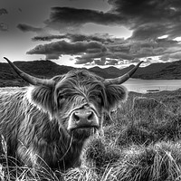 Buy canvas prints of Black and White Highland Cow by Christopher Stores
