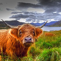 Buy canvas prints of Highland Cow in Scotland by Christopher Stores
