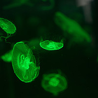Buy canvas prints of Green Jellyfish by Christopher Stores