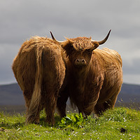 Buy canvas prints of Pair of Highland Cows on a Scottish Mountain. by Christopher Stores