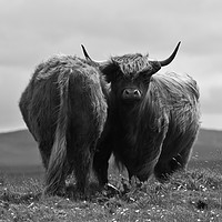 Buy canvas prints of Black and White Highland Cow by Christopher Stores