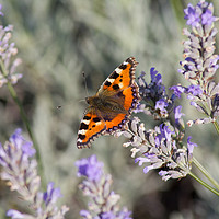 Buy canvas prints of Red Admiral Butterfly on lavender  by Christopher Stores