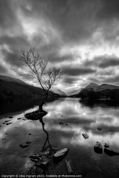 Iconic Welsh Tree in Monochromatic Landscape Picture Board by Clive Ingram