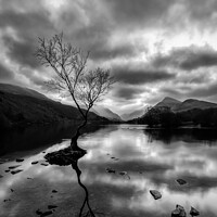 Buy canvas prints of Iconic Welsh Tree in Monochromatic Landscape by Clive Ingram