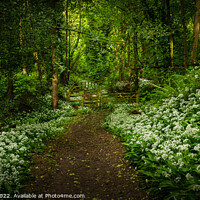 Buy canvas prints of Tranquil Path of Abundant Wild Garlic by Clive Ingram
