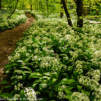 Buy canvas prints of A Tranquil Wild Garlic Woodland by Clive Ingram