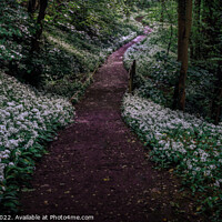 Buy canvas prints of Wild garlic forest walk by Clive Ingram