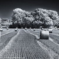 Buy canvas prints of Harvest by Clive Ingram