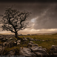 Buy canvas prints of The Resilient Tree by Clive Ingram
