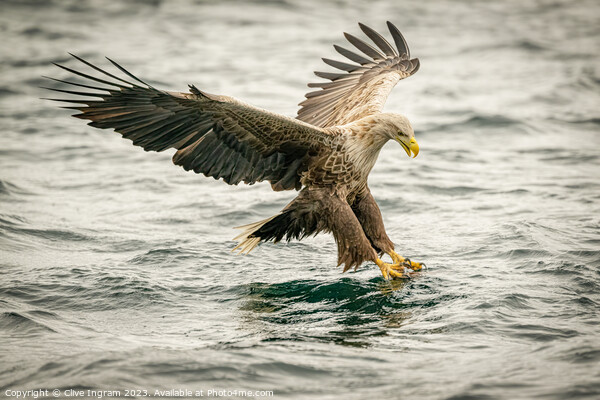 Sea Eagle locked on Picture Board by Clive Ingram