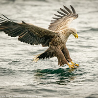 Buy canvas prints of Sea Eagle locked on by Clive Ingram
