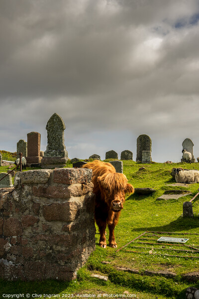 The grave case of the highland coo Picture Board by Clive Ingram