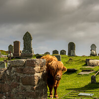 Buy canvas prints of The grave case of the highland coo by Clive Ingram