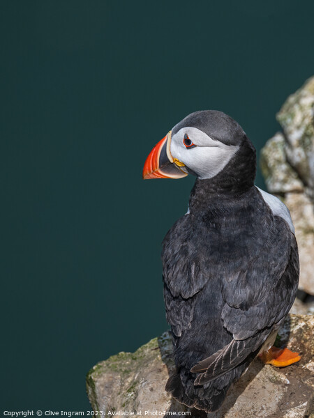 The lonely puffin Picture Board by Clive Ingram